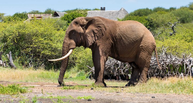 © Andrew Howard, Ol Donyo Lodge