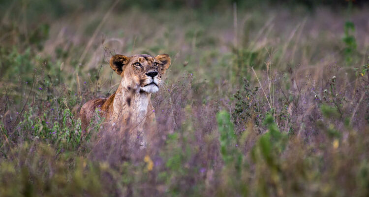 Löwen Naivasha © Alisa Bowen