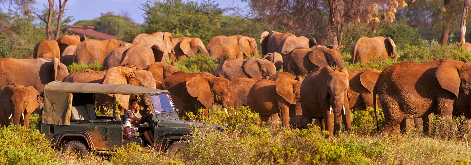 Saba Douglas Hamilton Looking Elephants1